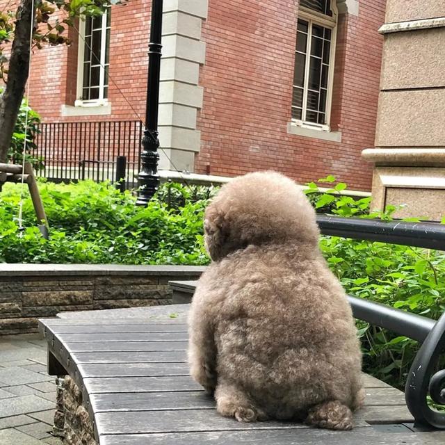 贵宾犬靠寂寞背影照爆红,网友爆笑:本以为是咖妃,原来是影后?