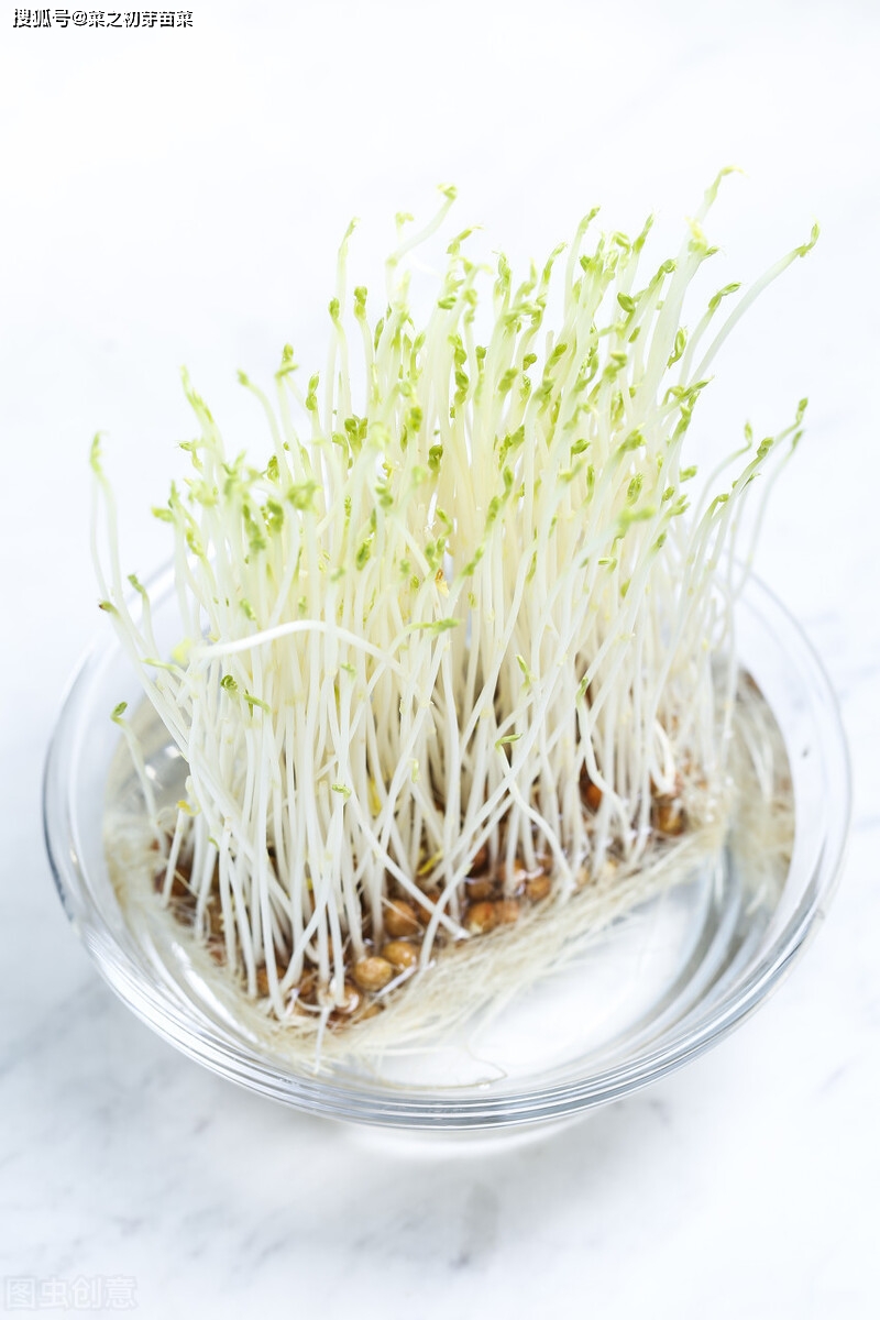 豌豆芽苗菜的生产技术