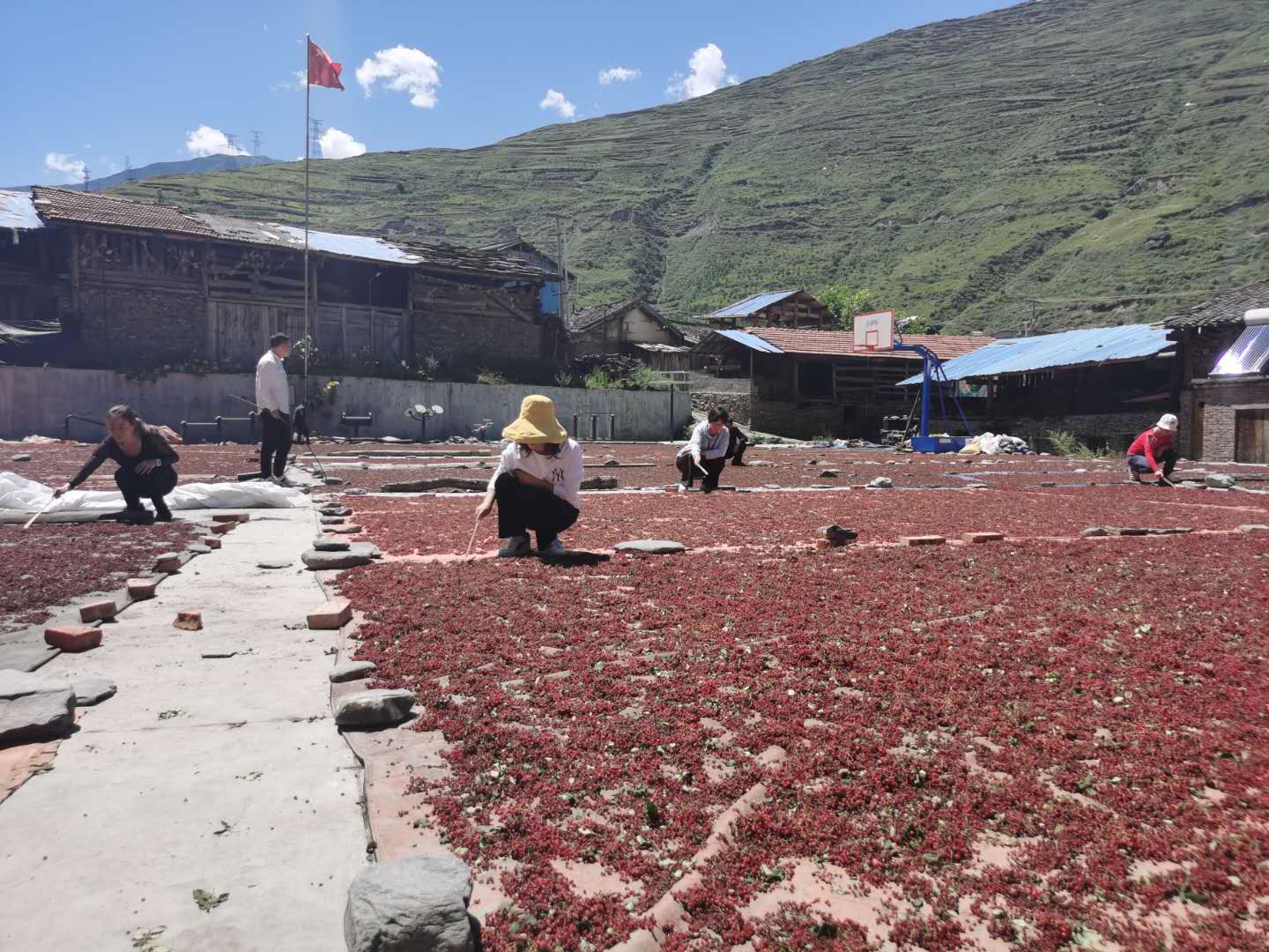 特色产业四川松潘县花椒种植喜获丰收村民忙着采摘晾晒