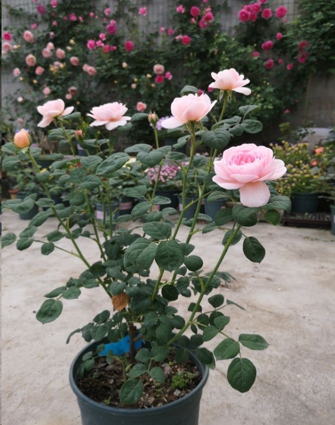 想要月季长的矮开花多做好4点就够了