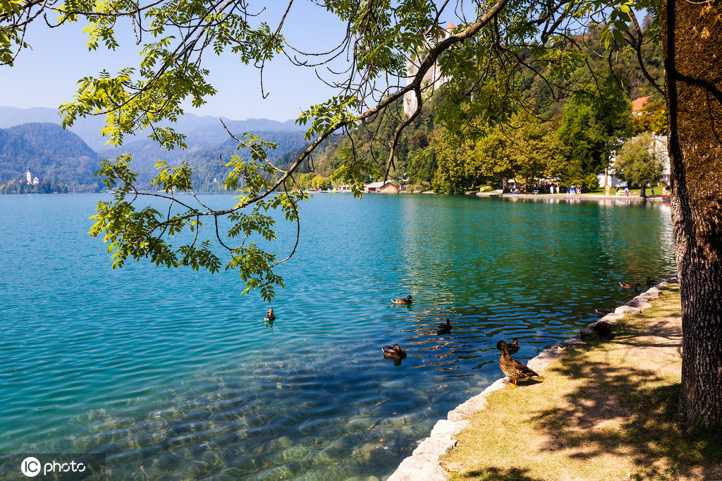 布莱德湖湖水清澈,美得像一幅风景画