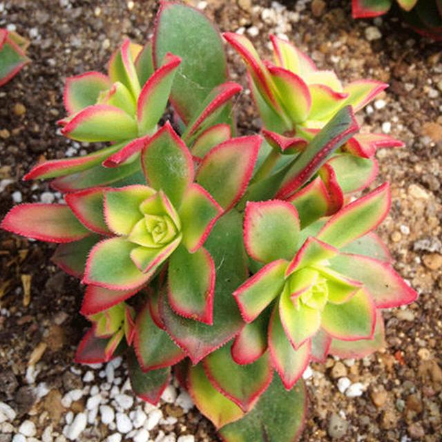 群生繁茂色彩宜人的夕映多肉艳日辉这么养护蓬勃壮丽生生不息