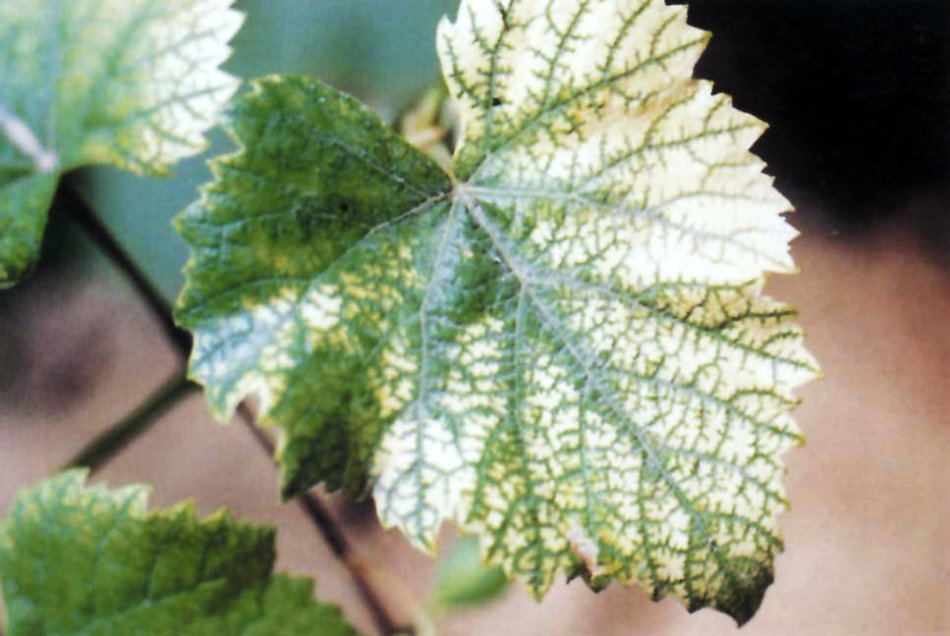12种植物营养缺乏,看1片叶子就搞定,黄叶、斑点、焦边对症下药-搜狐大视野-搜狐新闻
