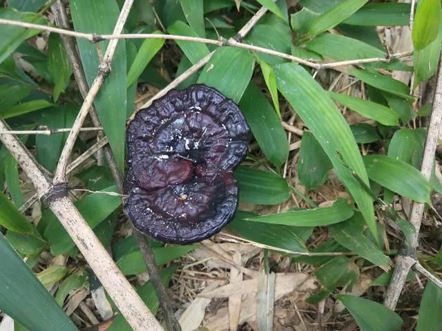 这个"灵芝王"超大哦,让全州这个山民不敢相信是真灵芝了!