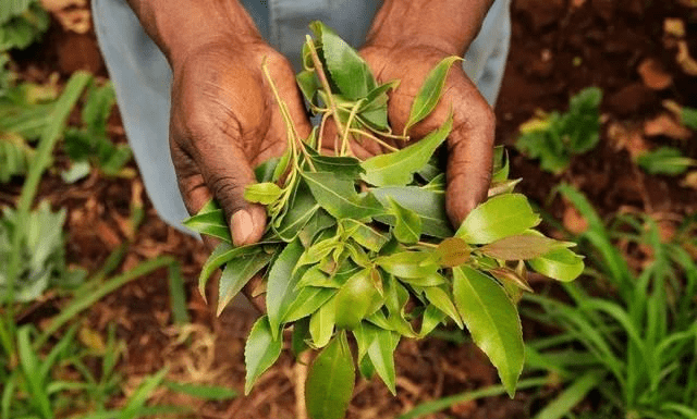 为吃到这种树叶此国在全民种植国家因此被吃垮走向毁灭