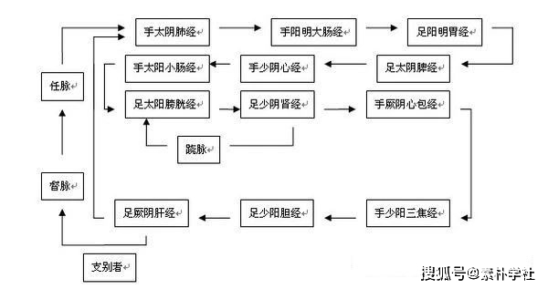 人体卫气营气循行