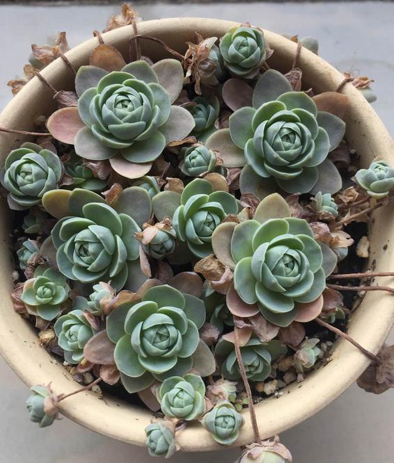 适合新手养的子持年华做好6点爆盆极强养一年就能满满一盆