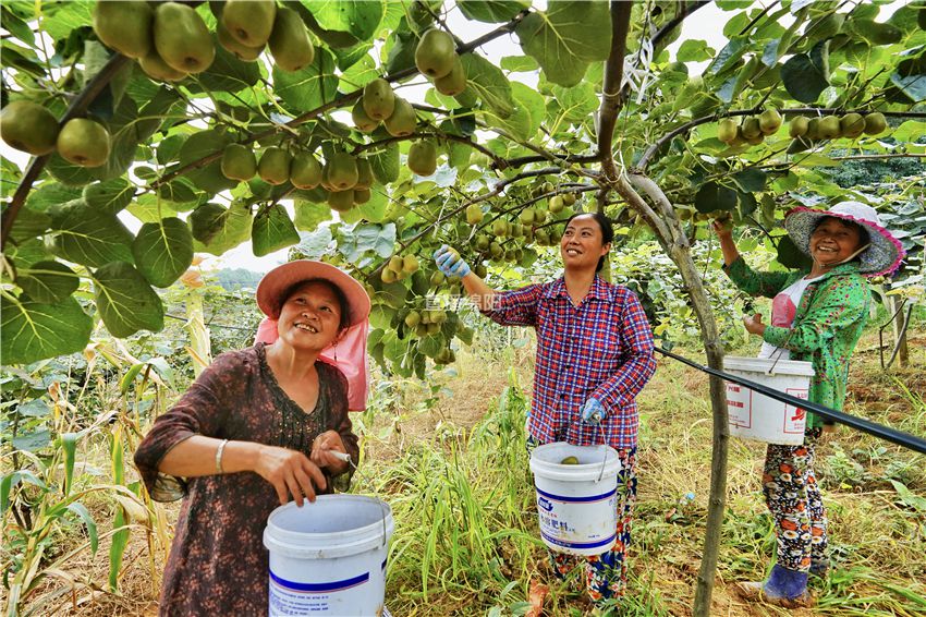 金果和猕猴桃的区别_猕猴桃好还是金果好_猕猴桃跟金果有什么区别