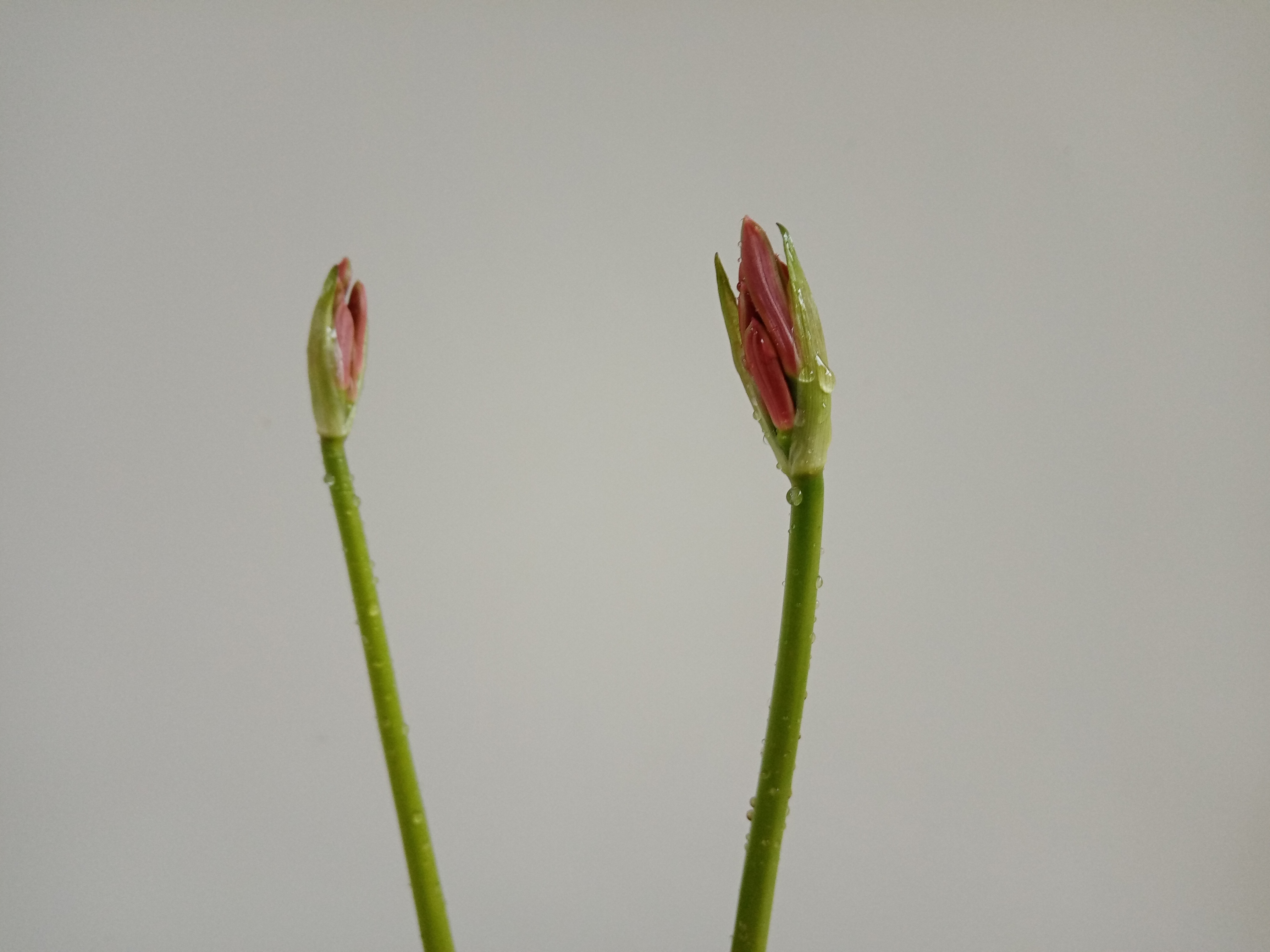 彼岸花发芽开花全过程图片