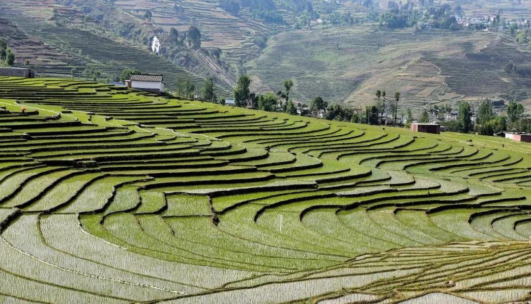 田园画卷 | 甘洛普昌阿尔梯田春秋时节美如画