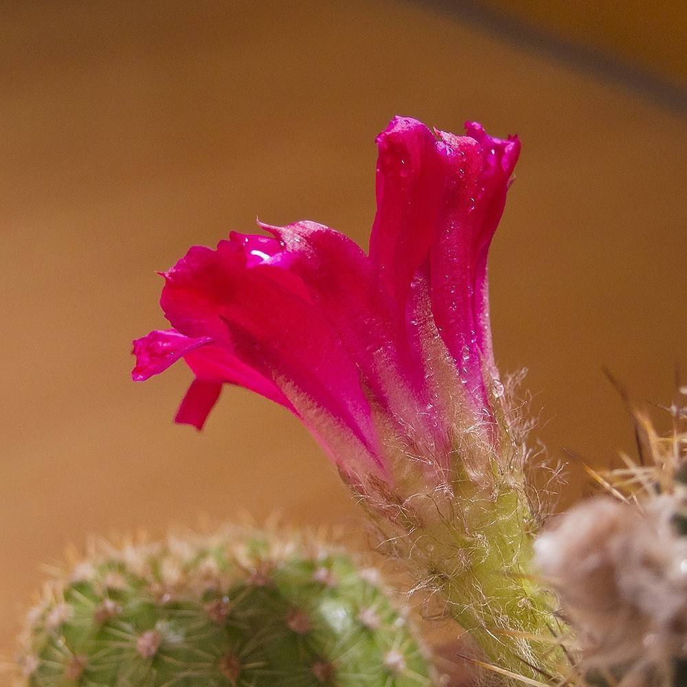 原创仙人掌养护有特殊方法,其实长得更快,自己冒花苞