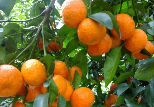 解说八种宽皮柑橘品种