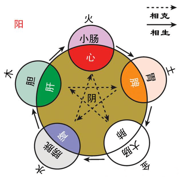 五脏指什么图片