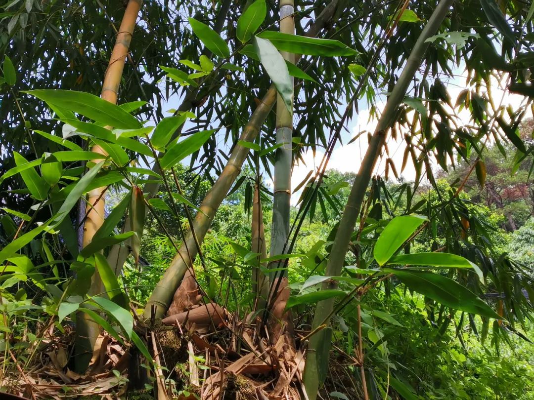 清新这条村的笋迎来收成季,包你吃过翻寻味!_骆坑笋