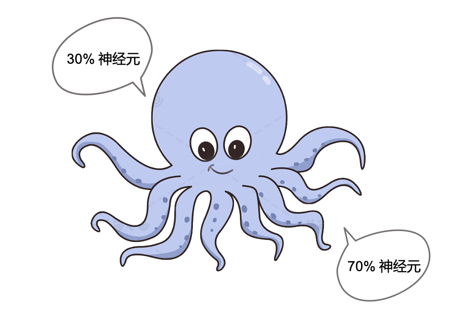 科学研究表明:章鱼的触手上有绕过脑的神经环,因此可以在大脑不知晓的