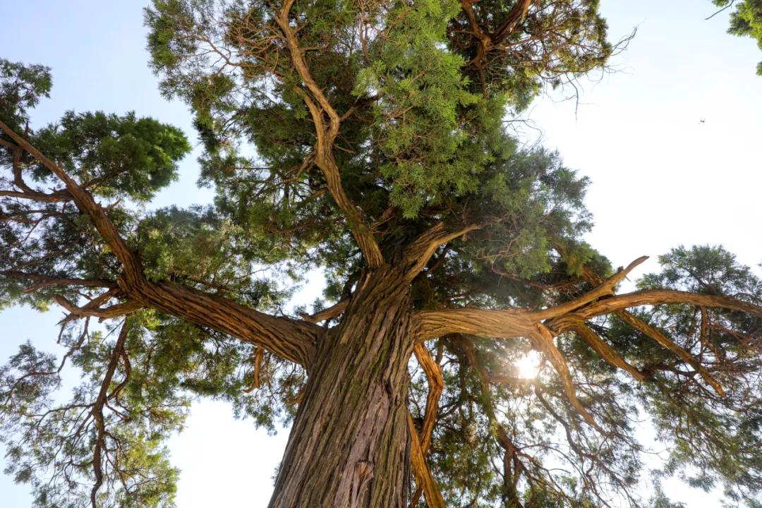 造字鼻祖仓颉竟然就葬在商丘