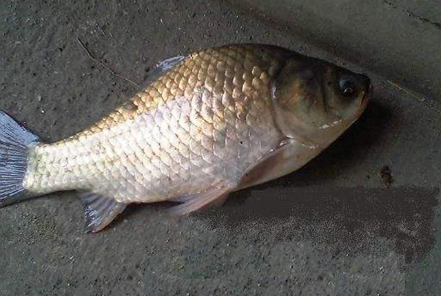 日本假鲫鱼入侵却成钓友们的美味一钓就一桶比土生鲫鱼好吃