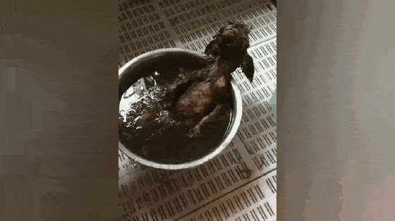 主人给泰迪洗澡,狗子躺在盆里一脸享受,狗:你看我舒服不_铁盆