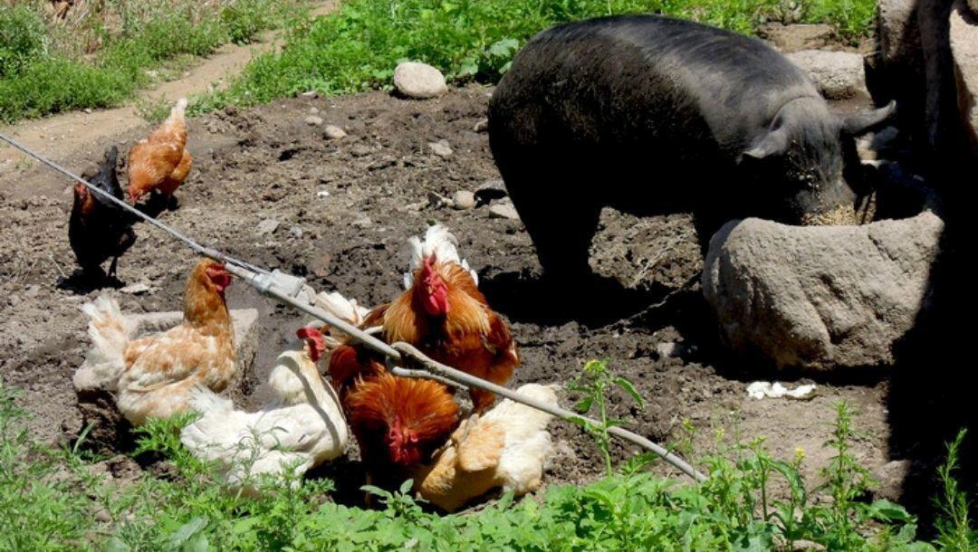 俗语猪往前拱鸡往后刨真正读懂了它事业才能登峰造极