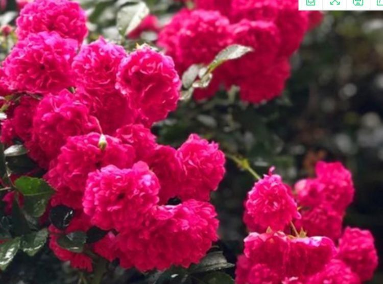 木香花矮牵牛是出了名的好养,而重瓣矮牵牛不仅好养,还特别的漂亮