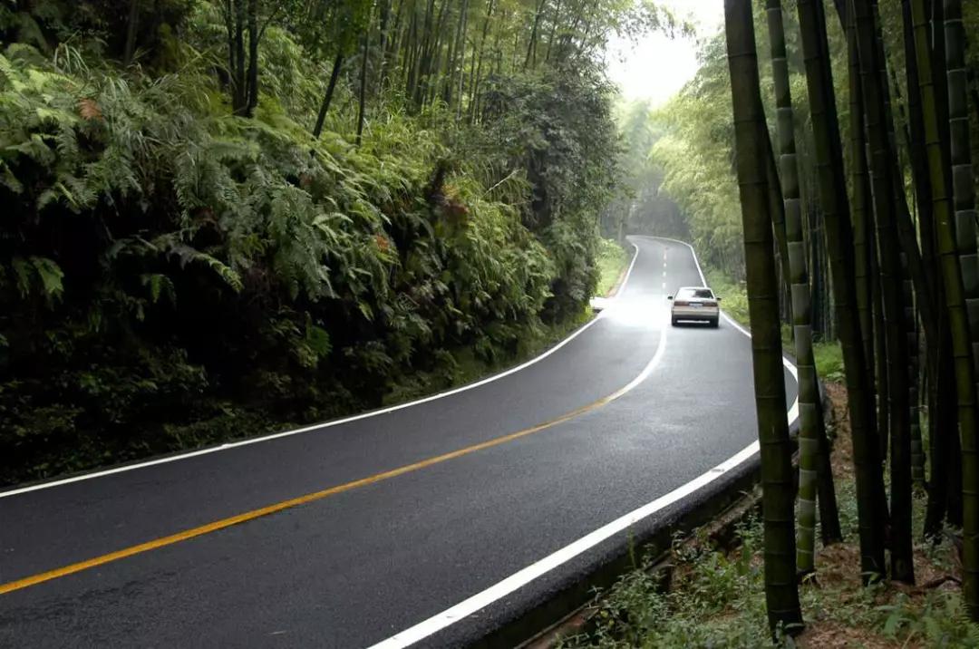 现代竹产业基地,翠竹长廊,竹林人家._大道