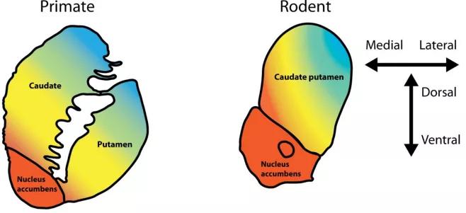 背侧纹状体和习惯行为,目标导向行为密切相关!