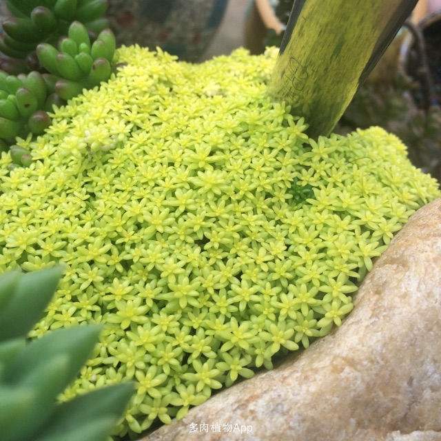 超级容易爆盆的几种多肉护盆草