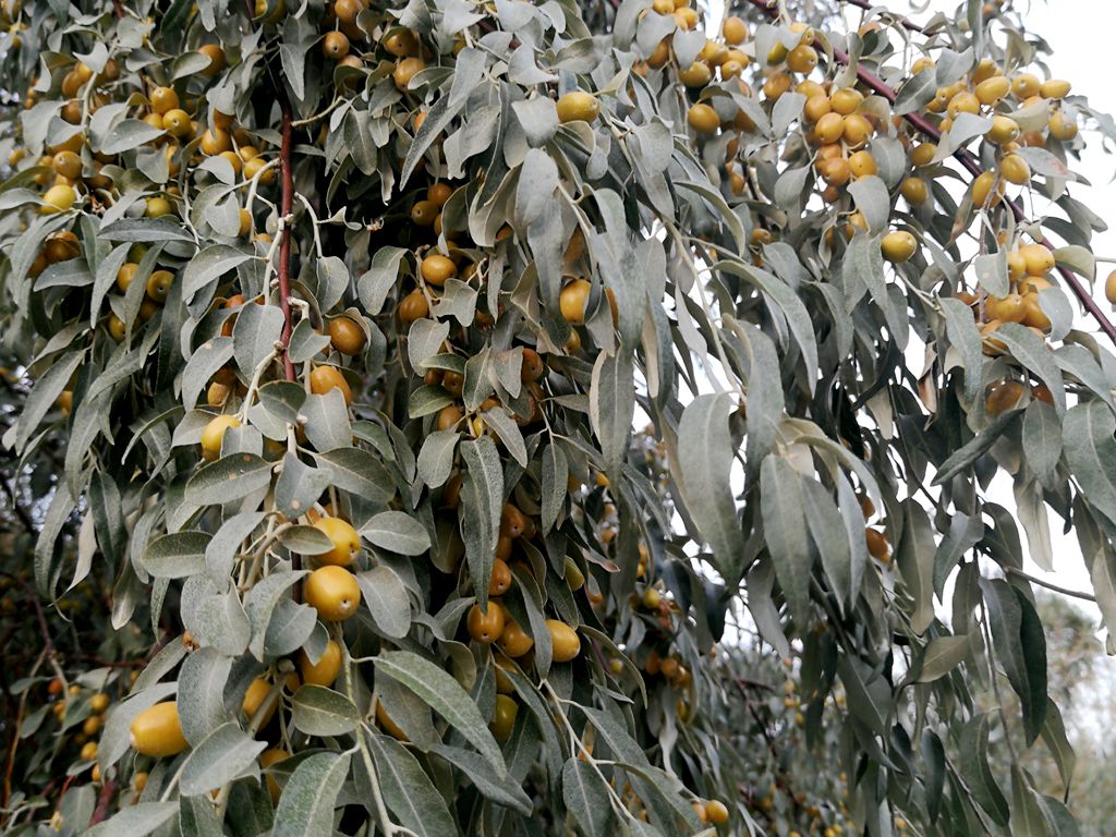 信步来到沙枣树下,摘一颗放入口中,虽然还有一点涩,却也感到无比的鲜