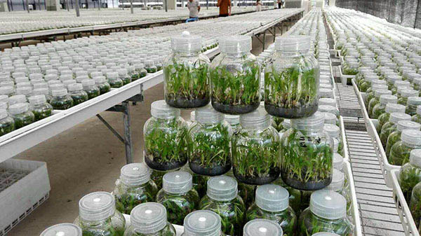 白芨种苗价格表
