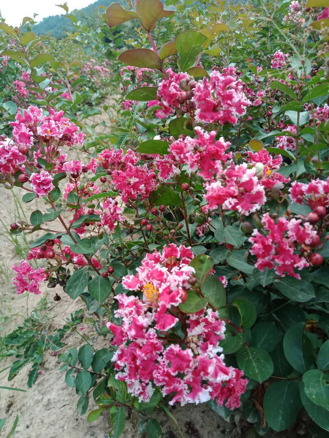 花灌木苗木