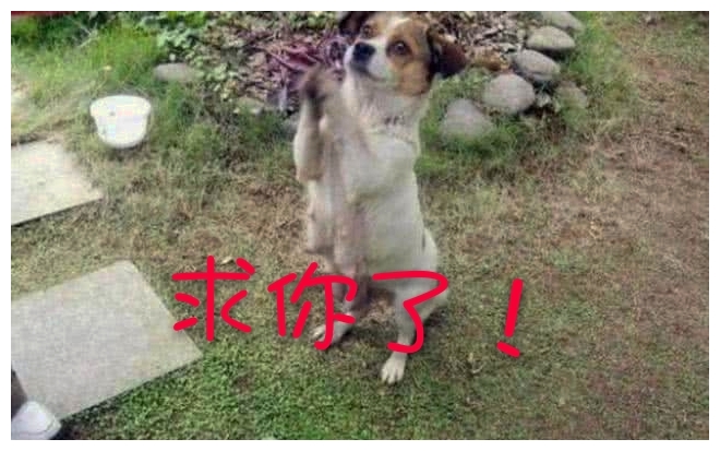 原创狗狗冲着路人鞠躬像是在祈求什么事果然它有要事相求