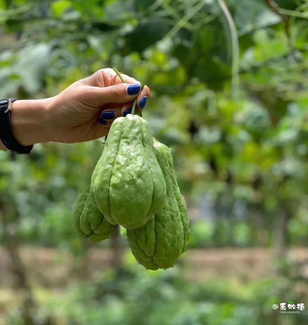 田原牧语佛手瓜炎热的夏天给你带来清甜爽口