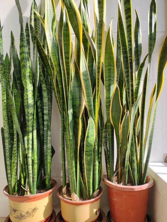 原创虎皮兰漂亮的秘诀这样养片片叶子大虎纹又高又好看