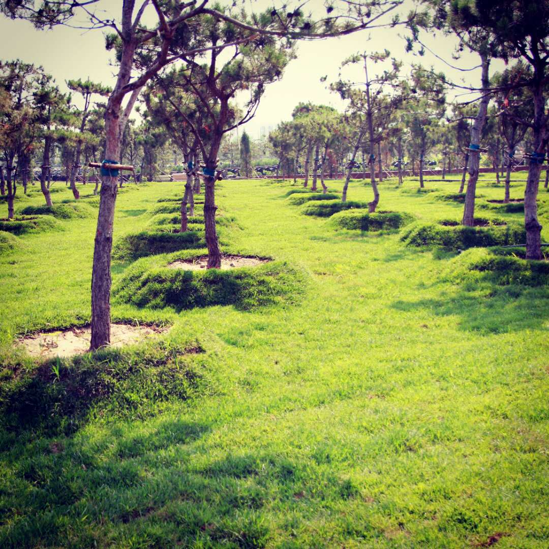 人文化,生态化,景观化,园林化的张家湾公墓_墓园