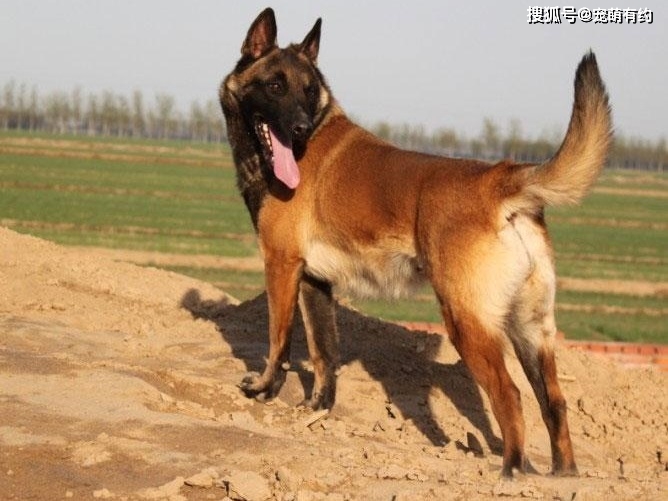 马犬为什么受到军警界欢迎因它具有军警犬的特有素质