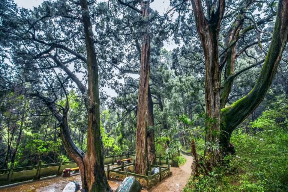 再现古树"离任交接" 四川剑阁古蜀道7803株千年古柏移交新任县长