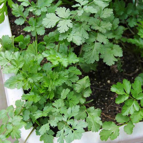 香菜味道重,但调味作用大,不如阳台种一盆,想吃摘几片就行了