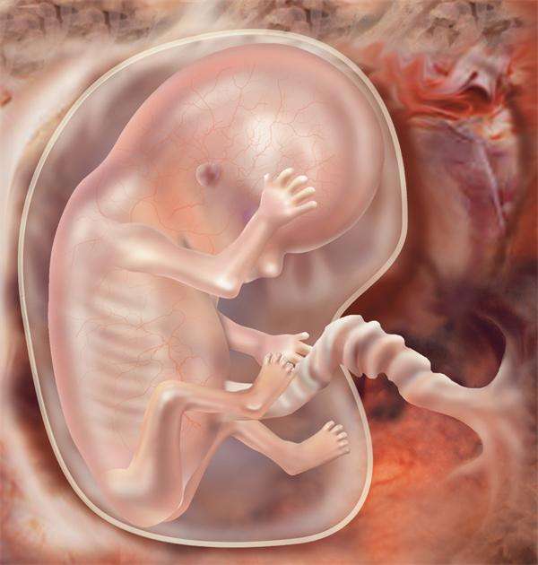 孕15周子宫大小图片图片