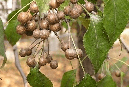 原创果径不到1cm曾是农村娃的零食如今10元一斤农民常用来泡酒