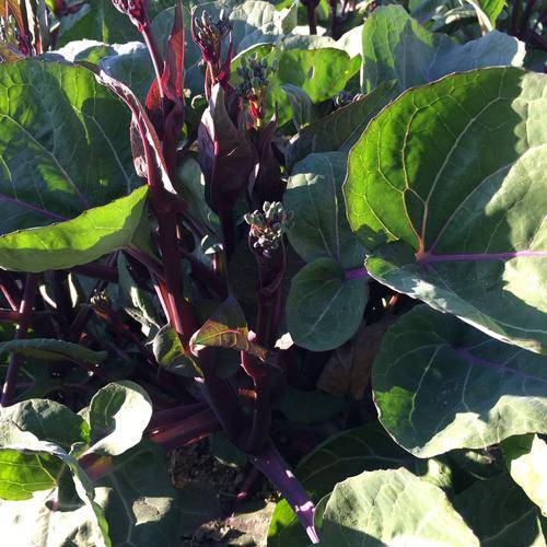 红菜苔如何种植,怎么种产量高?