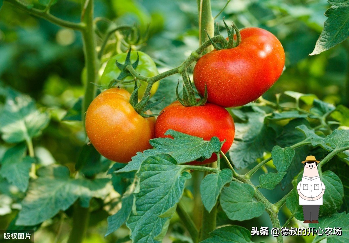 大棚种植什么最赚钱（4亩大棚一年能挣多少钱）