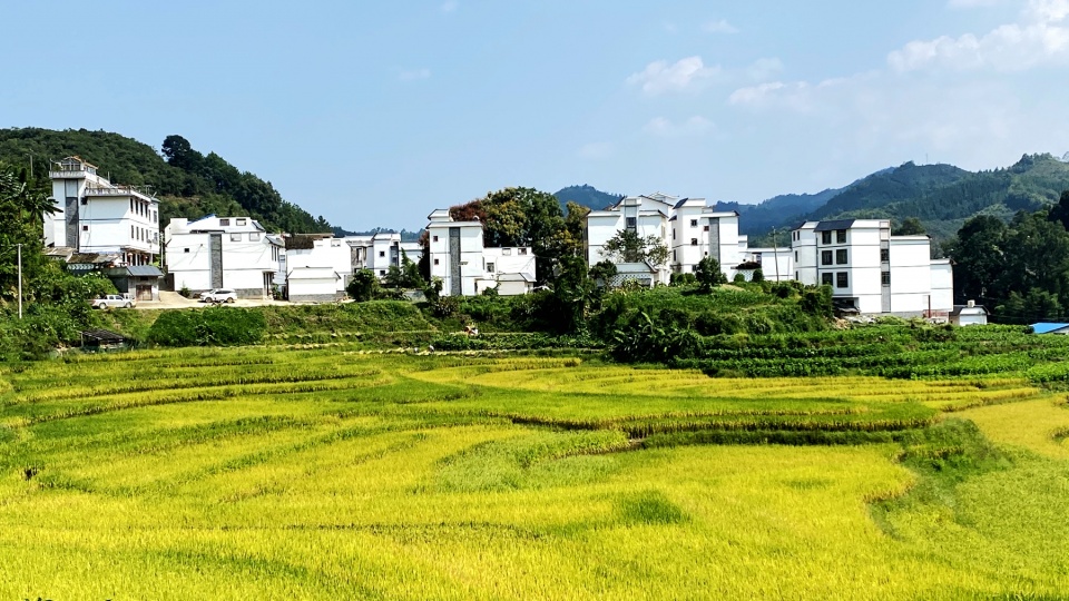 广西巴马的那社乡祥兰村天蓝云白稻香祥云朵朵那么美