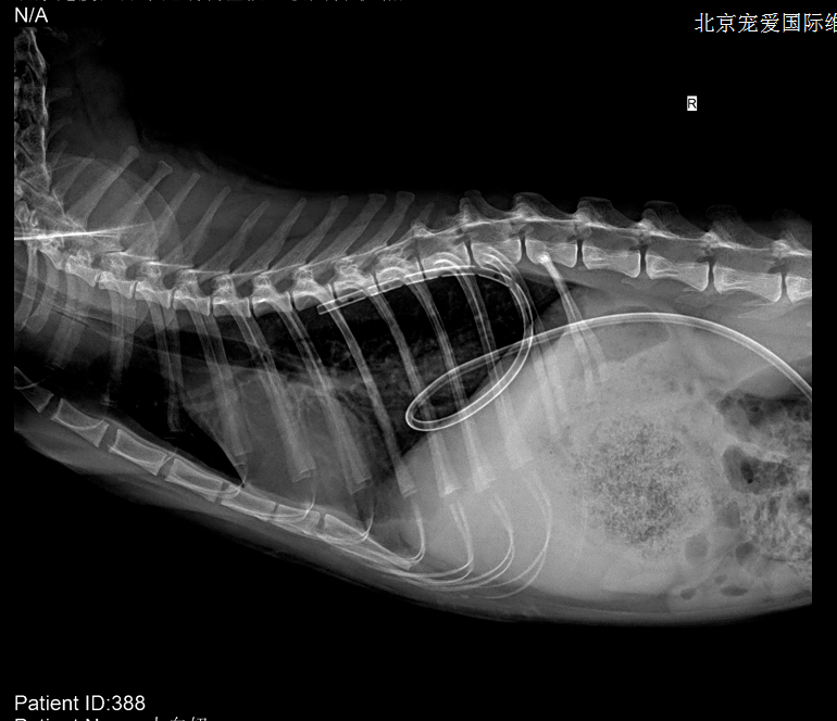 猫咪胸腔有积液不一定是致死率超高的猫传腹也有可能是脓胸