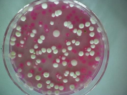 食品生产过程中如何控制霉菌滋生,抑制及杀灭霉菌_手机搜狐网