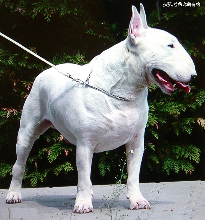 牛头11这一品种有两个品系:白色牛头11和有色牛头11,白色的品种