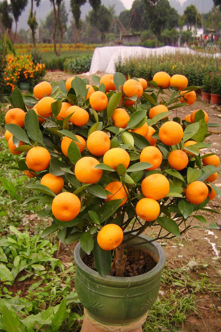 原创在家也能种水果树这3种水果生长很快种植简单结果多