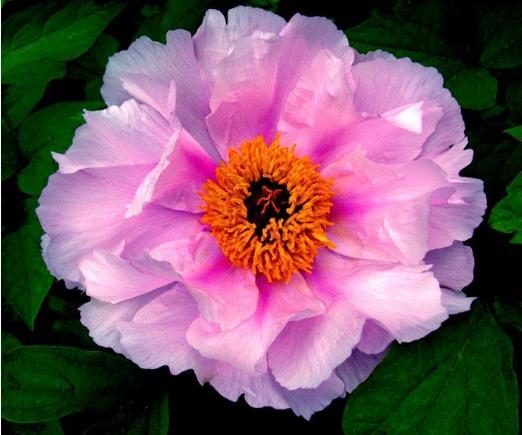 爱上养花,就养花中王品凤丹粉,宛如粉嫩美人,国色天香般的美丽