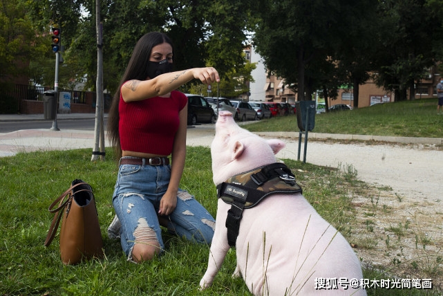 最幸福的二师兄,西班牙女子把50斤宠物猪养成了最幸福的猪!