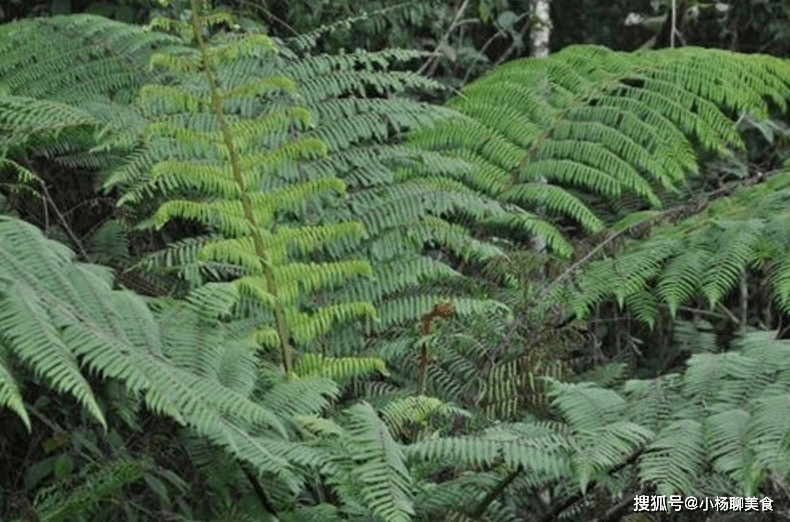 人头蕨是一种能够被人们食用的野菜,同时人头蕨还是一种能够入药的中