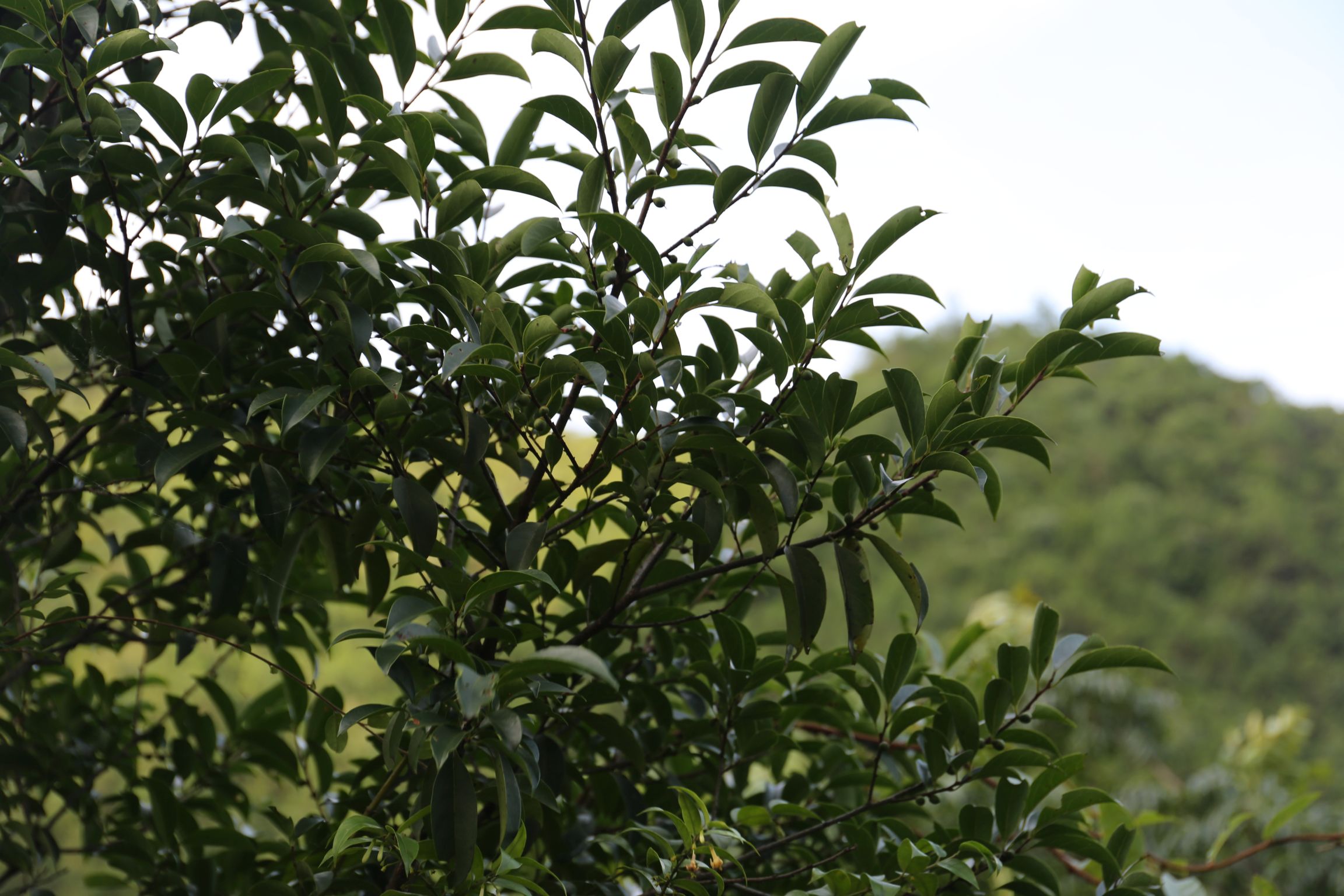 庆元植物1247柿科柿属罗浮柿